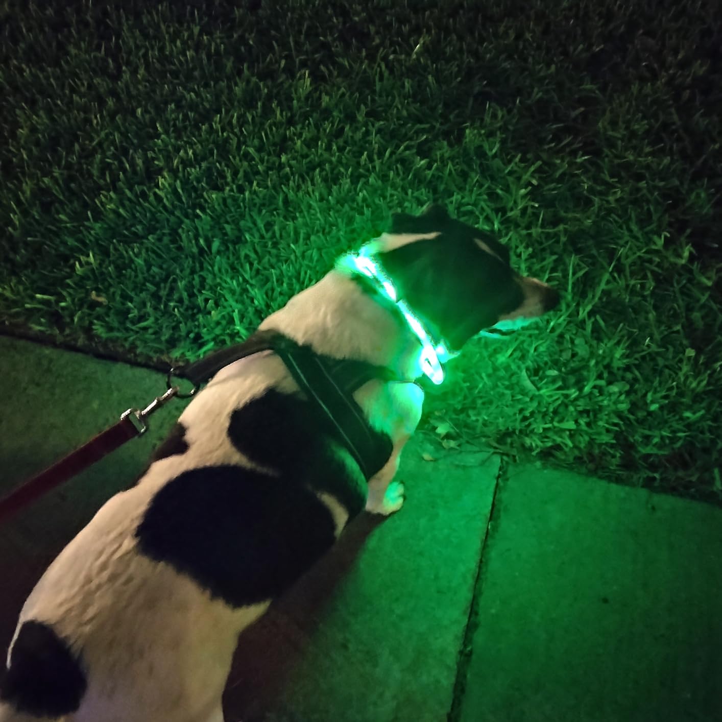 充電式シリコンLED犬の首輪,ペットの安全性の向上,夜間の視 - Tech Dog Accessories のレビューと価格
